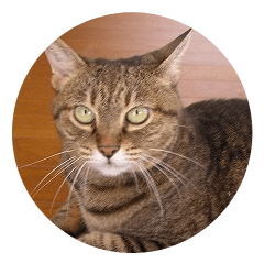 ちゃんた家のニャンズ