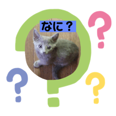 やんちゃな子猫