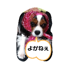 キャバリエ　スタンプP３