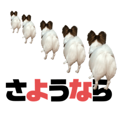 犬のパピヨン しょう君 第3弾