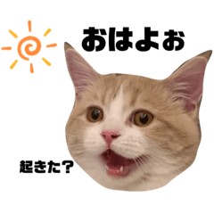 コスケ君の妹コマちゃん