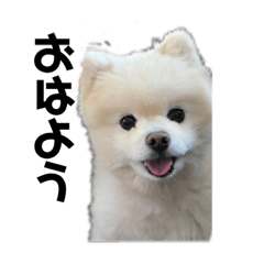 ポメラニアンのクラウドくん。
