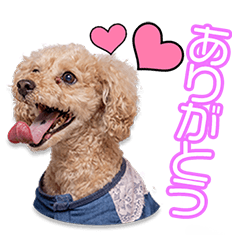 渡辺家のあずきちゃん