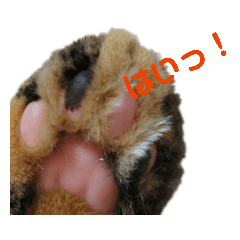 うちのにゃんこが言うことにゃ