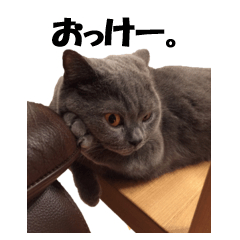 なおき（猫）の日常