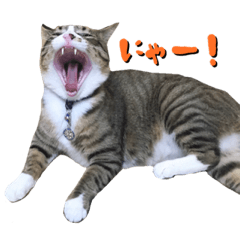 アイブララブラザーズ