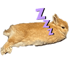 まるちゃん ごんすけ