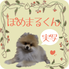 ぽめまるくん４～実写版～