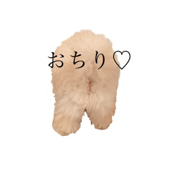 ぺろちの毎日！