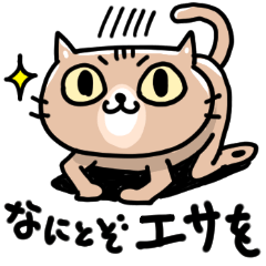 キジトラ猫のチョコ