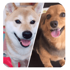 レオンとリリー