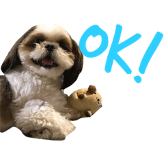 うちのシーズー（レオン編