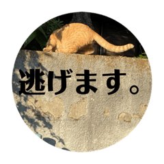 野良さまのつぶやき