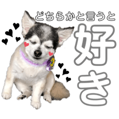 我が家の愛犬3匹