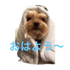 ほんわかヨークシャテリア