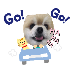 ポメラニアンのかく丸