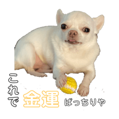 チワワのかえる