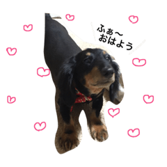 ミニチュアダックス。