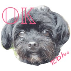 チワプーのメル