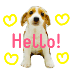 ジャックラッセルテリアのルイ