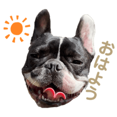 フレンチブルドッグ　　　　　　福malu⭐︎