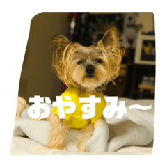 ぷく太郎一家③