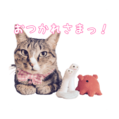 気ままなマリちゃんと仲間たち。