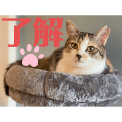 パステル三毛猫ネネ