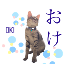 いぬとねことこねこ　その３