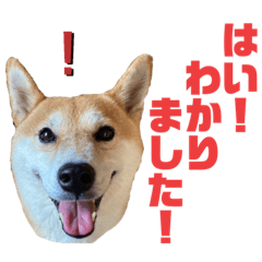 いぬとねことこねこ　その５