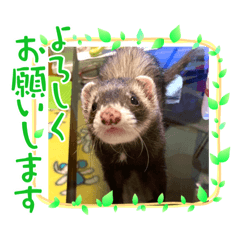 フェレットです❤️