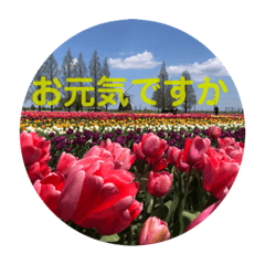 花と声あいさつ