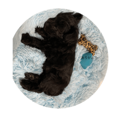 ブラックとボク！