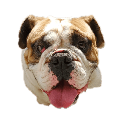 ブルドッグのなつおさん