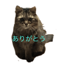 我が猫なのさ