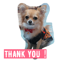 チワワ花ちゃん