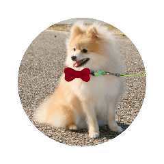 ポメラニアン楽 生まれて半年