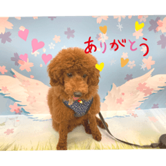 ひつじ犬のチョコだよ。