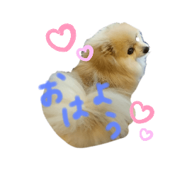 ポメラニアンのうがちゃん