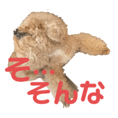 ビションとトイプーのMIXのスタンプ！