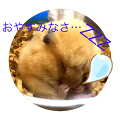 うちのハムはちょっとちがう