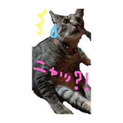 使いやすいニャン達