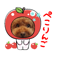 トイプードルももよろしく3