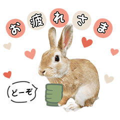 うさぎのおかか!