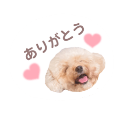 トイプードル・すたんぷ