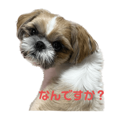 シーズーまりん