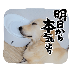 ゴールデン姉妹ルピレフ