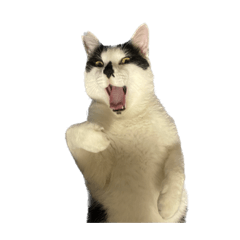 牛若丸、とらじ