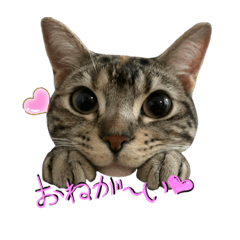 ネコのグースととりのウリ