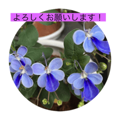 花また花の写真スタンプ